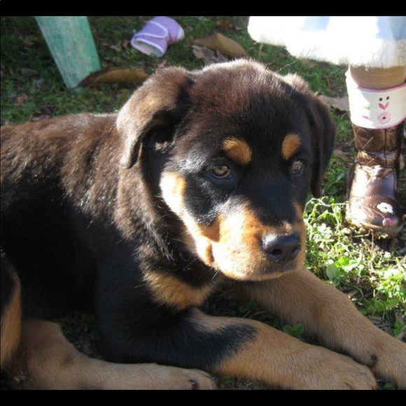 Meet your Posher, Val - Picture 1 of 1